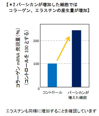 バーシカン増加でエラスチンが増えている