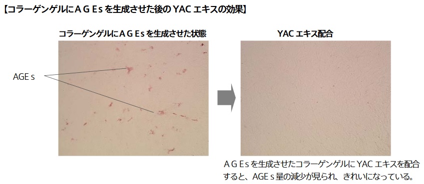 YACエキスの効果実験1